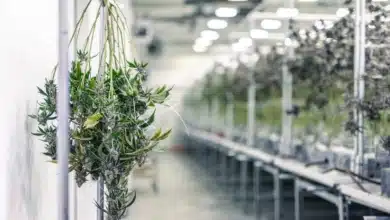צמח קנאביס בשלב ייבוש במתקן גידול אינדור